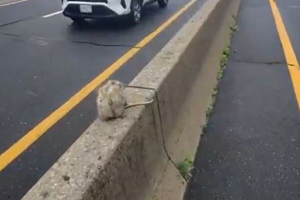 ハイウェイの中央分離帯にオポッサム、男性が車を避けて保護【動画】
