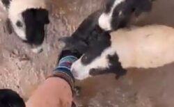 サイクリング中に女性らが道路脇で6匹の子犬を発見、無事に保護する