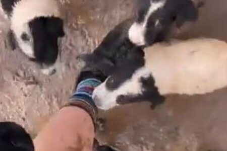 サイクリング中に女性らが道路脇で6匹の子犬を発見、無事に保護する
