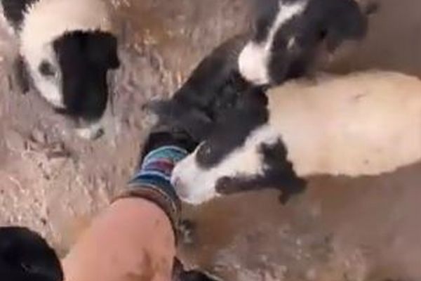 サイクリング中に女性らが道路脇で6匹の子犬を発見、無事に保護する