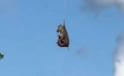 1週間も逃げ続けたペットのシマウマ、ついに捕獲され空輸される