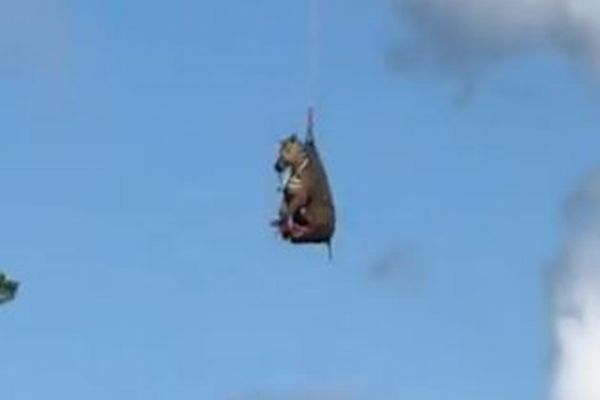 1週間も逃げ続けたペットのシマウマ、ついに捕獲され空輸される