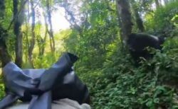 ウガンダでゴリラが、森を歩いていた人間のグループに突進【動画】