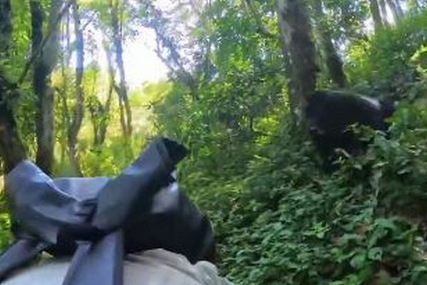 ウガンダでゴリラが、森を歩いていた人間のグループに突進【動画】