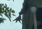 アライグマの母親、屋根から落ちそうな子供を決して離さず、見事に救う【動画】