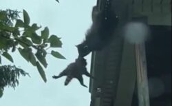 アライグマの母親、屋根から落ちそうな子供を決して離さず、見事に救う【動画】