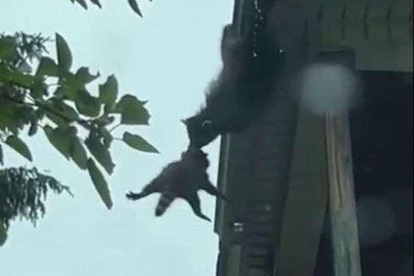 アライグマの母親、屋根から落ちそうな子供を決して離さず、見事に救う【動画】
