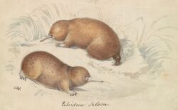2億年前から生きていたハリモグラ、インドネシアで生存を確認
