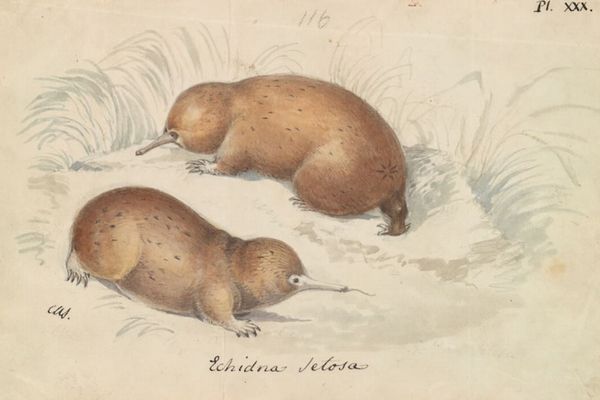2億年前から生きていたハリモグラ、インドネシアで生存を確認
