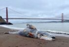 サンフランシスコ湾で6頭のクジラが謎の死、死因の究明を急ぐ
