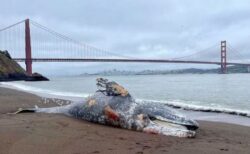 サンフランシスコ湾で6頭のクジラが謎の死、死因の究明を急ぐ