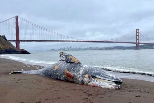 サンフランシスコ湾で6頭のクジラが謎の死、死因の究明を急ぐ