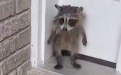 家の玄関先にアライグマの子供、2本の足で立つ姿が可愛い【動画】