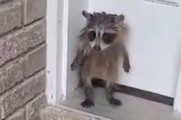 家の玄関先にアライグマの子供、2本の足で立つ姿が可愛い【動画】