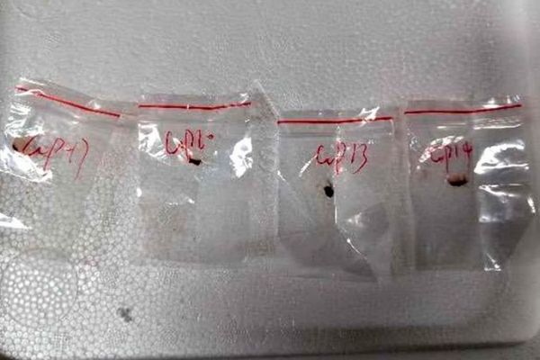 非常に有害な菌類を秘かに持ち込んだ疑いで、FBIが中国人2人を逮捕