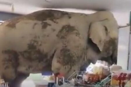 空腹のゾウ、タイの食料品店に入って食べ物を漁る【動画】