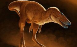 モンゴルで発見された化石、T-Rexと近縁関係にある新種の恐竜と判明
