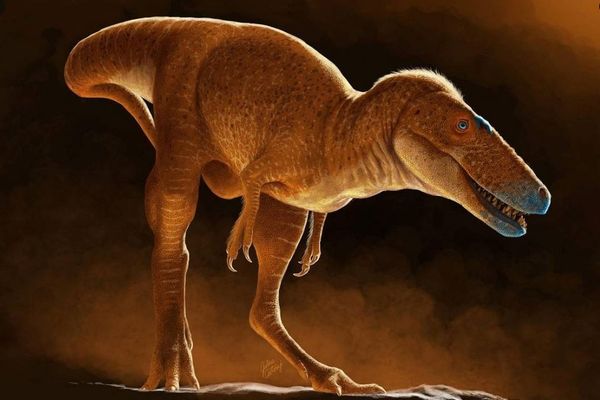 モンゴルで発見された化石、T-Rexと近縁関係にある新種の恐竜と判明