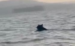 アラバマ州の湖で、沖をクマがすいすい泳いでいく【動画】