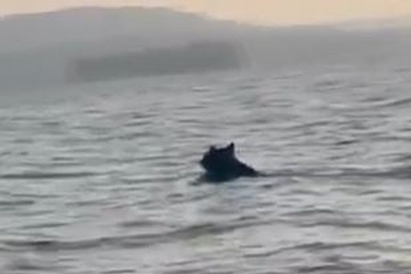 アラバマ州の湖で、沖をクマがすいすい泳いでいく【動画】