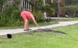 フロリダ州の女性が、気軽に小さなワニを撫でている姿を目撃【動画】