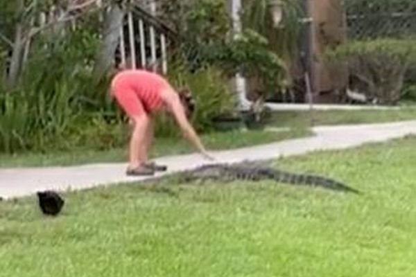 フロリダ州の女性が、気軽に小さなワニを撫でている姿を目撃【動画】