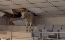 競売にかけられていた牛、客席へ逃げて、天井を破壊【動画】