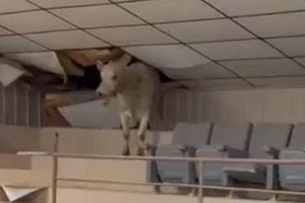 競売にかけられていた牛、客席へ逃げて、天井を破壊【動画】