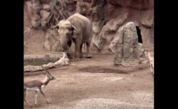 ゾウが溺れかけたガゼルを救出、心温まる動画が話題に