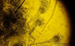 気候変動の影響により、有害な真菌による感染リスクが高まる可能性
