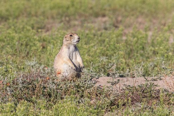 鳥がプレーリードッグの鳴き声を利用し、捕食者から身を守る