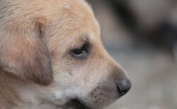 英女性、モロッコで子犬に引っかかれた後、狂犬病で死亡