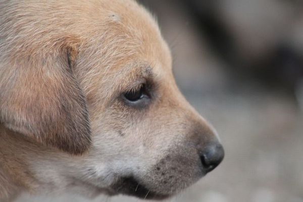 英女性、モロッコで子犬に引っかかれた後、狂犬病で死亡
