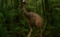 絶滅した巨大な怪鳥「ジャイアント・モア」が復活？米企業が計画を発表