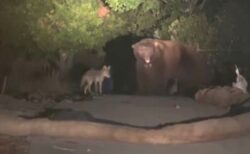 意外な協力関係？大きなクマと一緒にいるコヨーテを発見【動画】