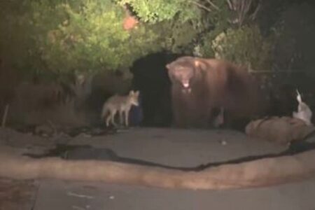意外な協力関係？大きなクマと一緒にいるコヨーテを発見【動画】
