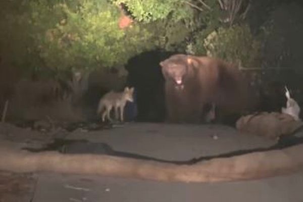意外な協力関係?大きなクマと一緒にいるコヨーテを発見【動画】