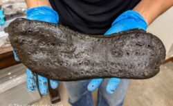 イングランドにある古代ローマの砦から、特大サイズの革靴を発見