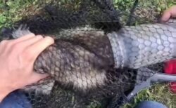 頭に容器がはまったアライグマの子供、動物愛好家が救出