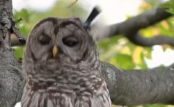小鳥に何度も体当たりされるも、フクロウが忍耐強くこらえる【動画】