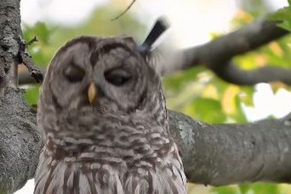 小鳥に何度も体当たりされるも、フクロウが忍耐強くこらえる【動画】