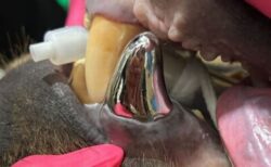 史上初！クマの折れた犬歯に、金属性の歯冠を装着