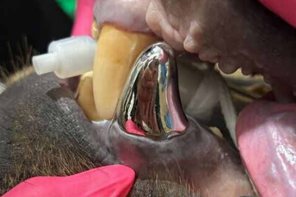 史上初!クマの折れた犬歯に、金属性の歯冠を装着