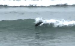 NZの海岸で、アザラシがサーファーのように波乗り！【動画】