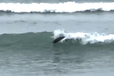 NZの海岸で、アザラシがサーファーのように波乗り！【動画】