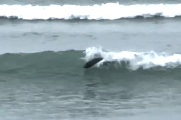 NZの海岸で、アザラシがサーファーのように波乗り！【動画】