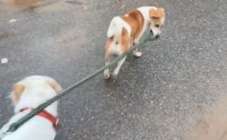 野良犬が飼い犬の散歩を手伝い？リードをくわえて引っ張っていく【動画】