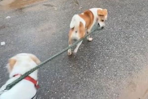 野良犬が飼い犬の散歩を手伝い?リードをくわえて引っ張っていく【動画】
