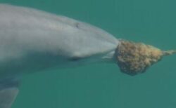 豪に生息するイルカが、海綿を使って狩りをしていることが判明