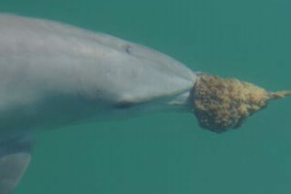 豪に生息するイルカが、海綿を使って狩りをしていることが判明